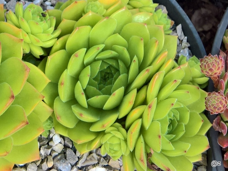 Limonella