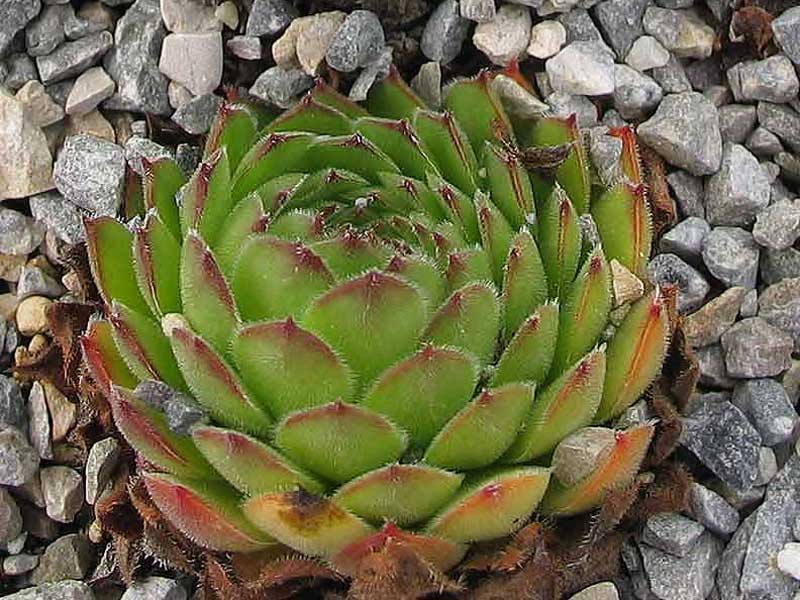 zeleborii from Rilagebirge