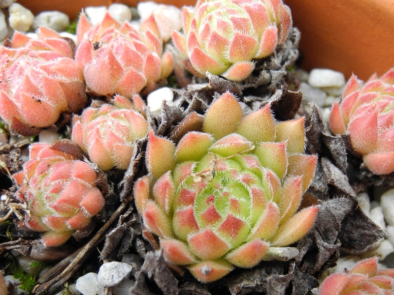zeleborii