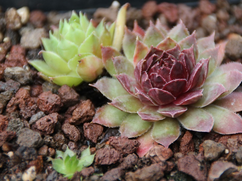 Devon Jewel