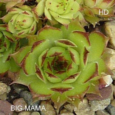 Big Mama