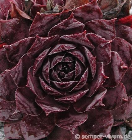 Black Rouge