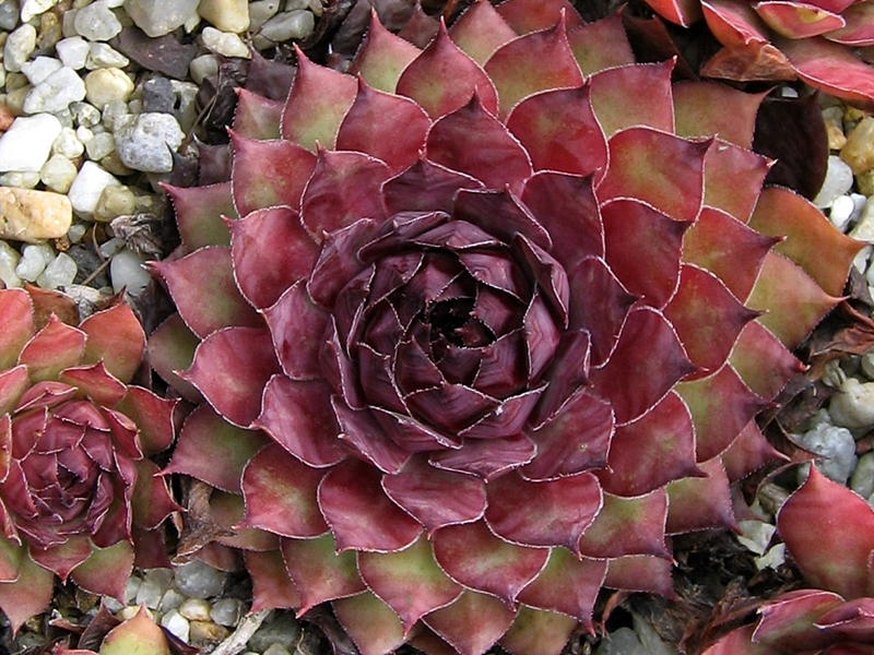 Black Claret