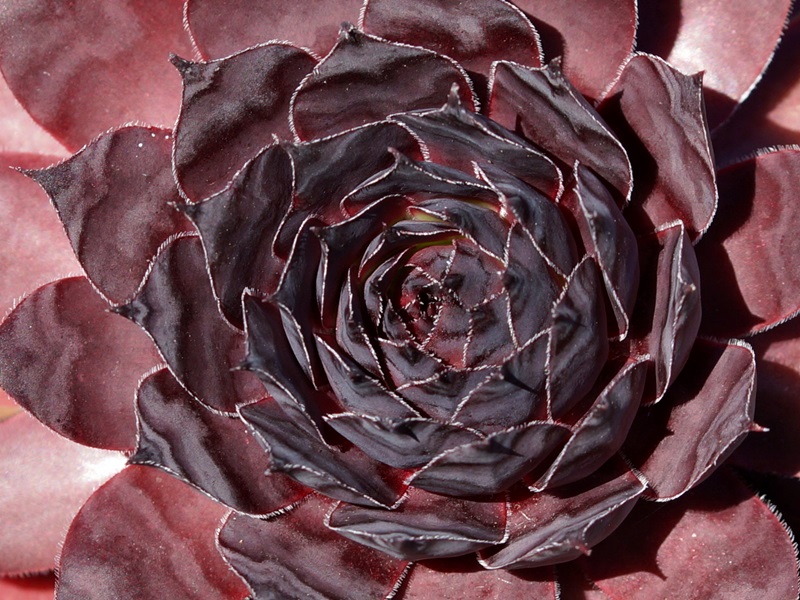 Black Rouge