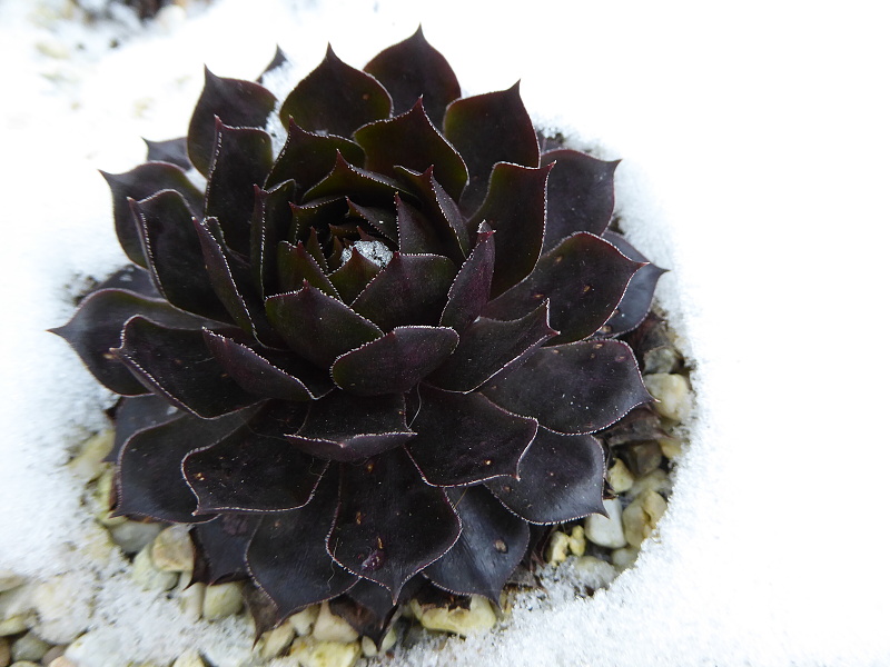 Blauer Ritter