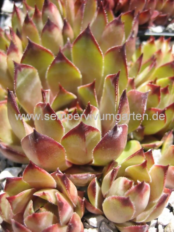 Blauer Ritter