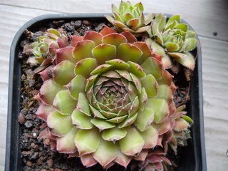 Butterbur