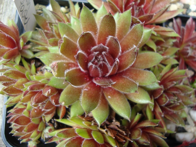 Brown Pastel