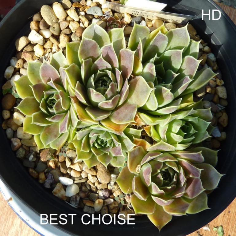 Best Choice / Jovi
