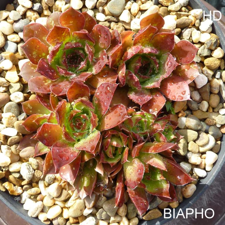 Biapho / Jovi