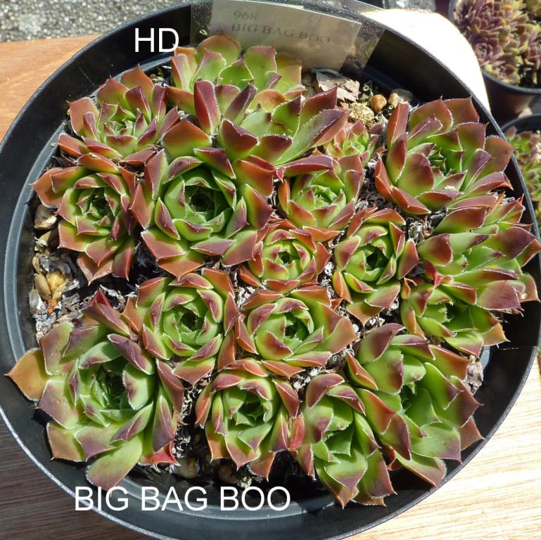 Big Bag Boo / Jovi