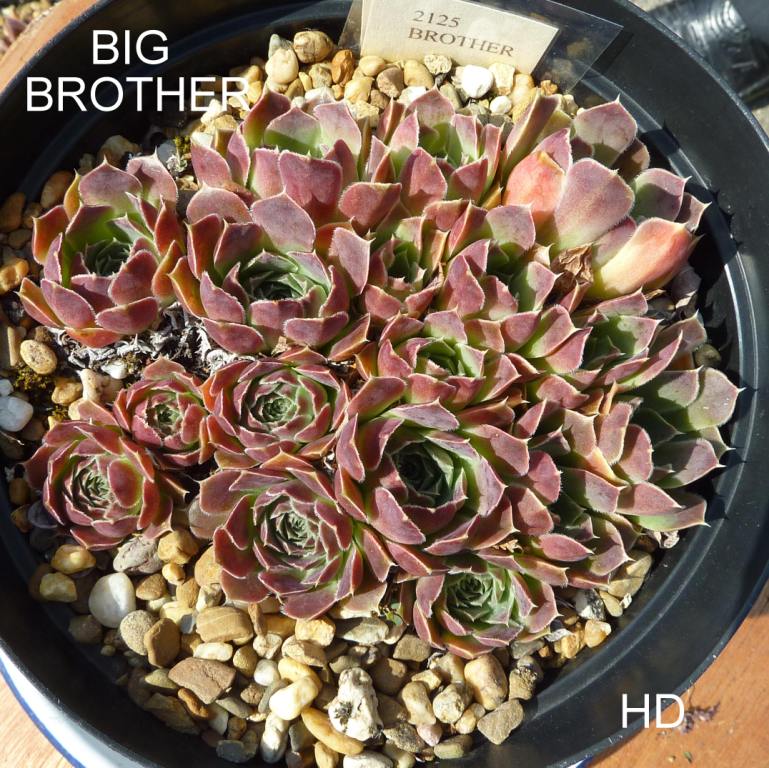Big Brother / Jovi