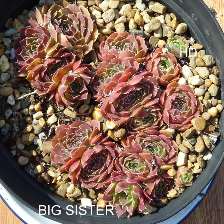 Big Sister / Jovi