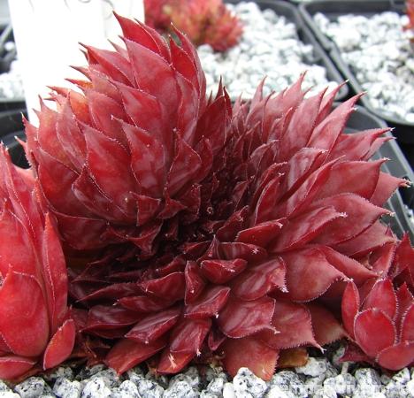 Bizarre Rose