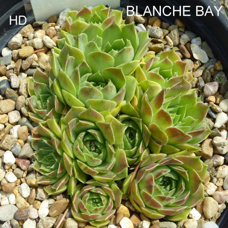 Blanche Bay / Jovi