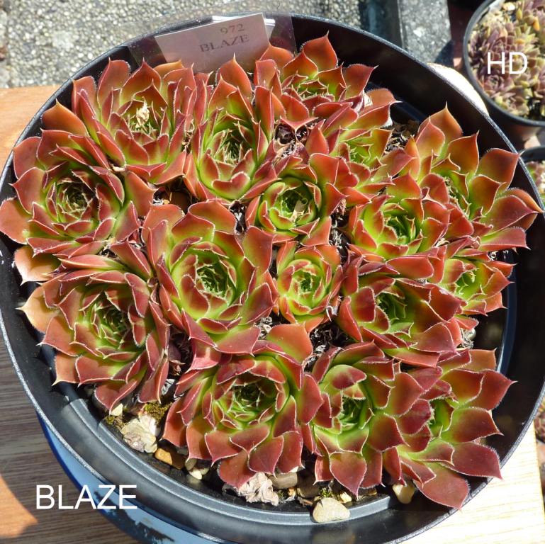 Blaze / Jovi