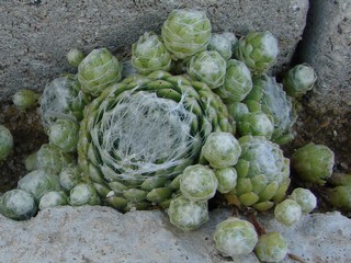 Boule de Neige