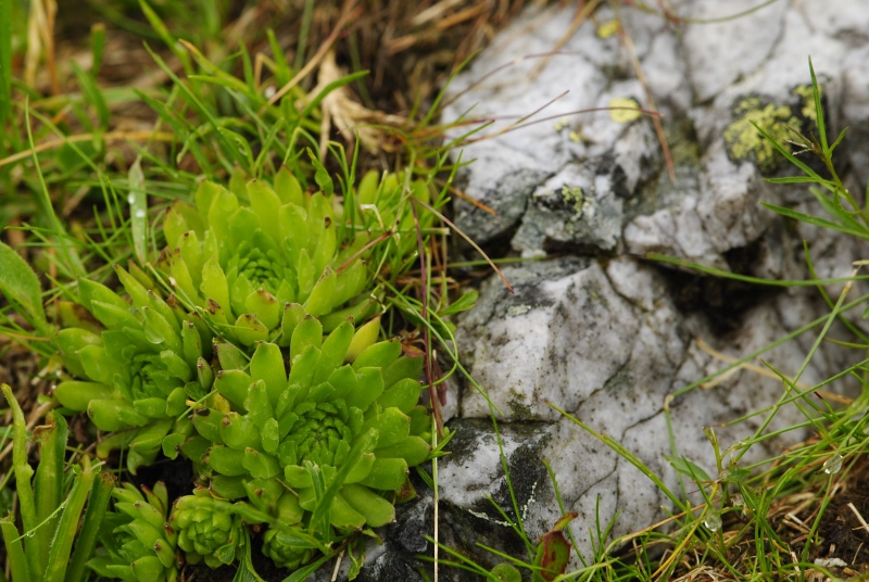 montanum ssp. carpathicum from Hlúpy vrch, Abhang