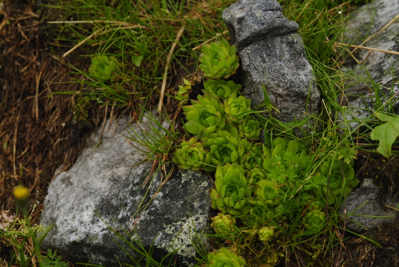 montanum ssp. carpathicum from Hlúpy vrch, Abhang