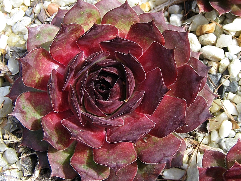 Black Claret