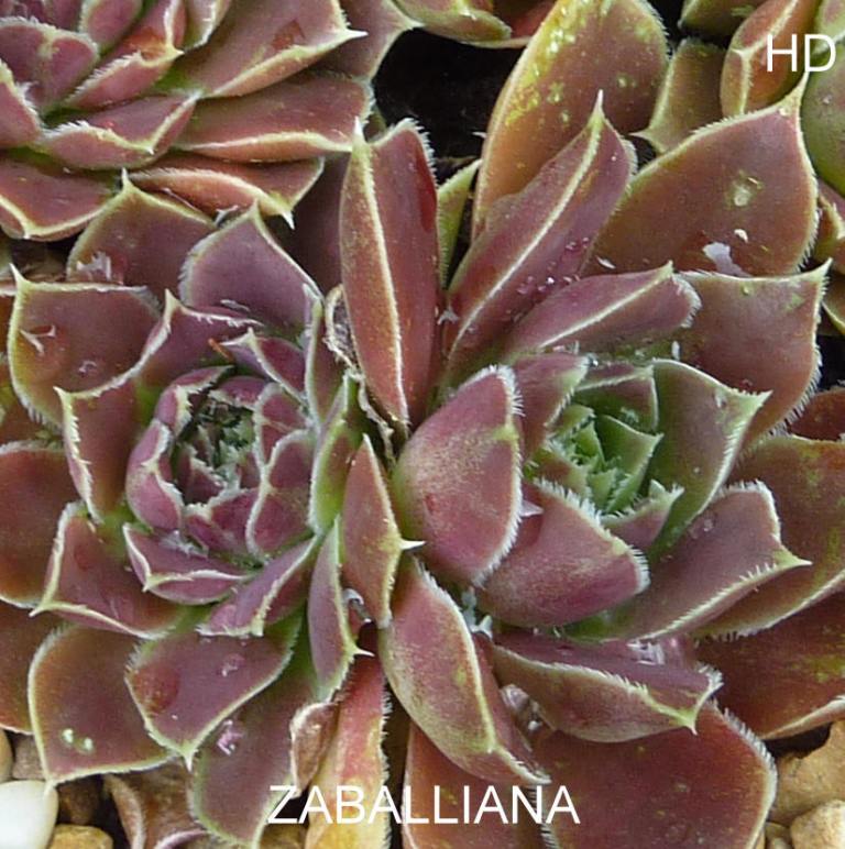 Zaballiana / Jovi
