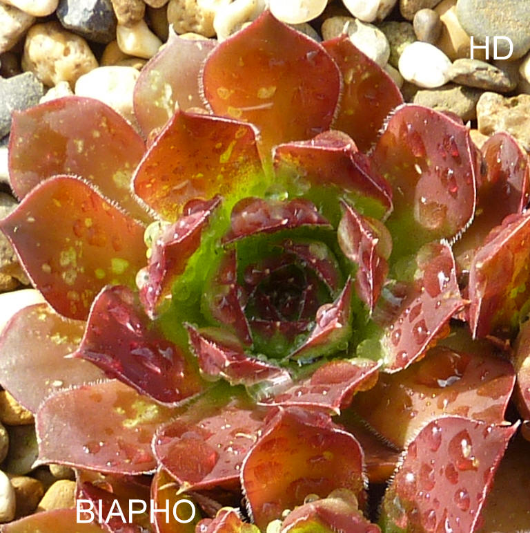 Biapho / Jovi