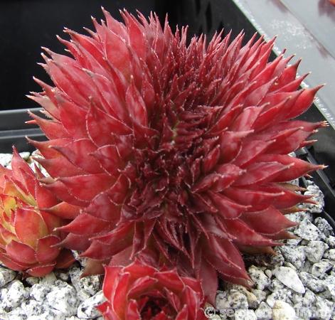 Bizarre Rose