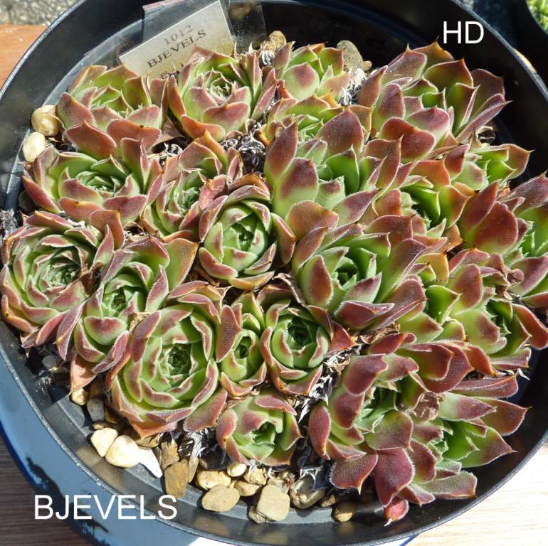Bjevels / Jovi