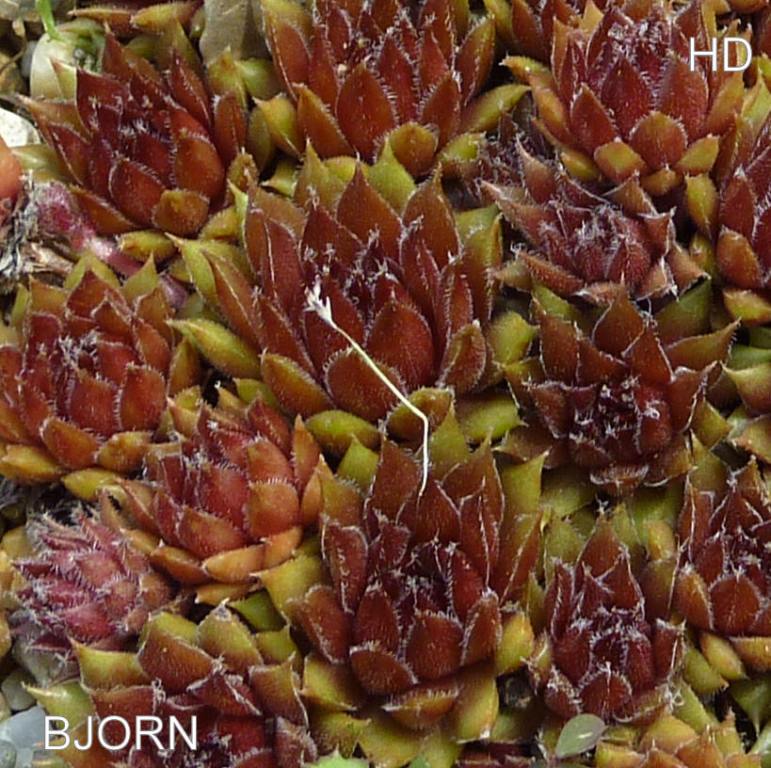 Björn