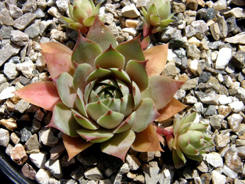 Blitzeis