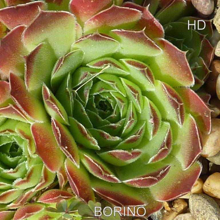 Borino / Jovi