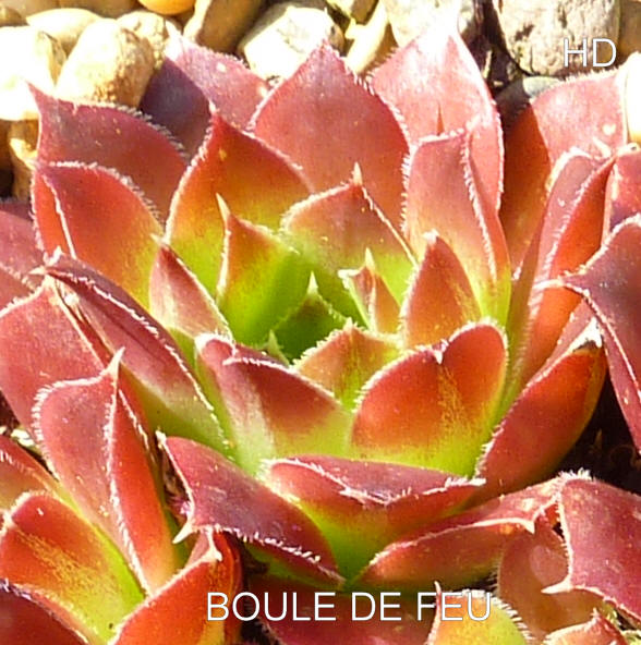 Boule de Feu / Jovi