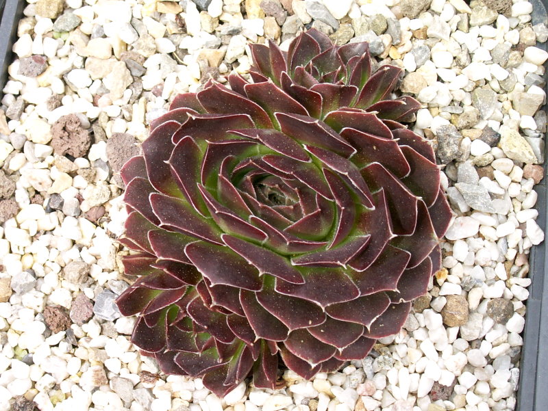 Bretana / Jovi
