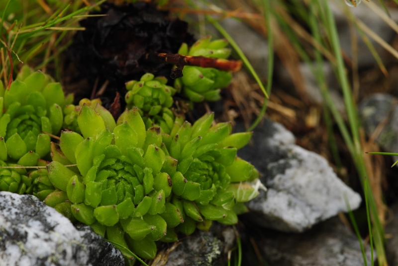 montanum ssp. carpathicum from Hlúpy vrch, Abhang
