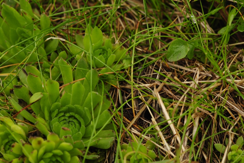 montanum ssp. carpathicum from Hlúpy vrch, Abhang