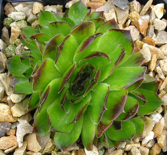 Big Green / Jovi