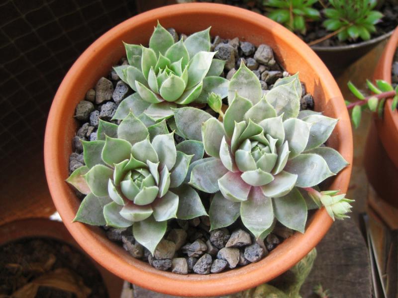 Blitzeis