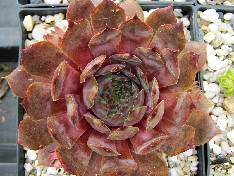 Braunella