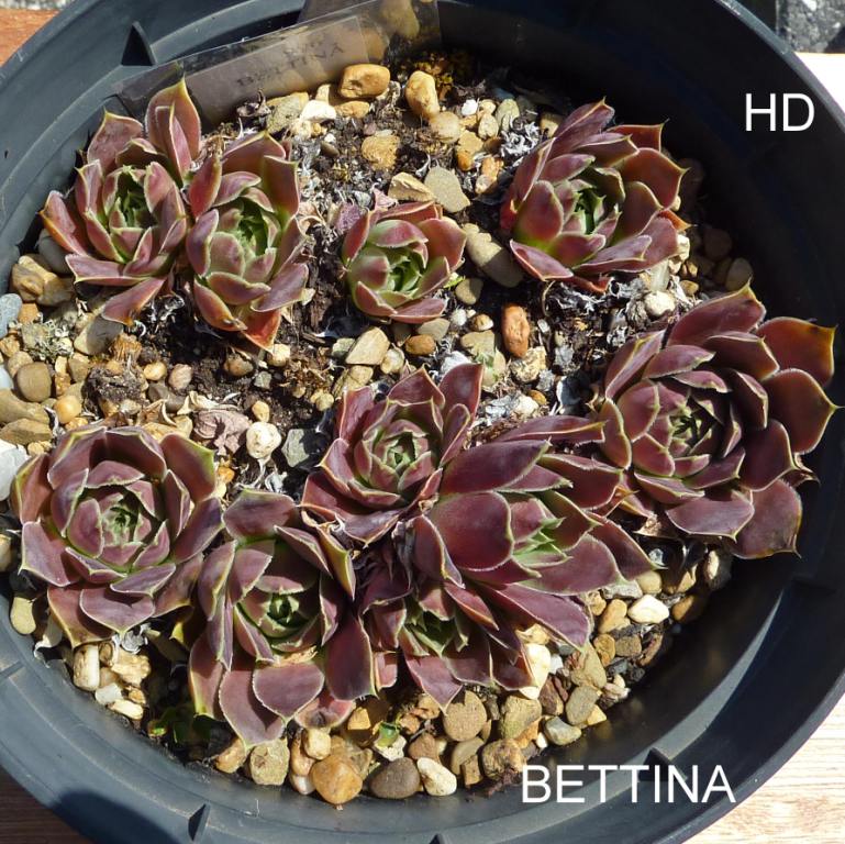 Bettina / Jovi