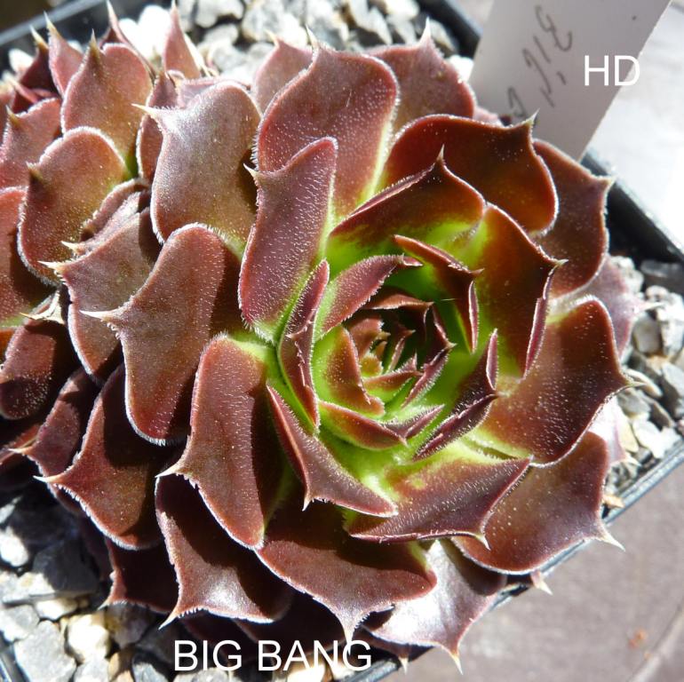 Big Bang / Jovi