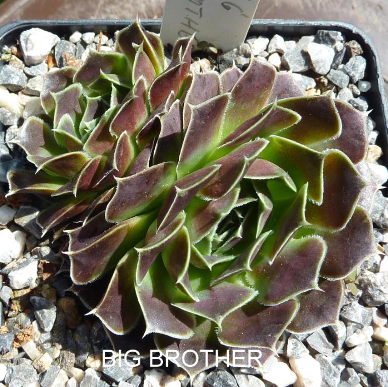 Big Brother / Jovi
