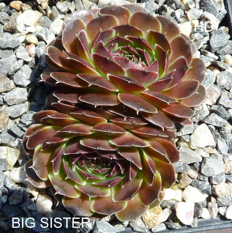 Big Sister / Jovi