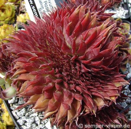 Bizarre Rose