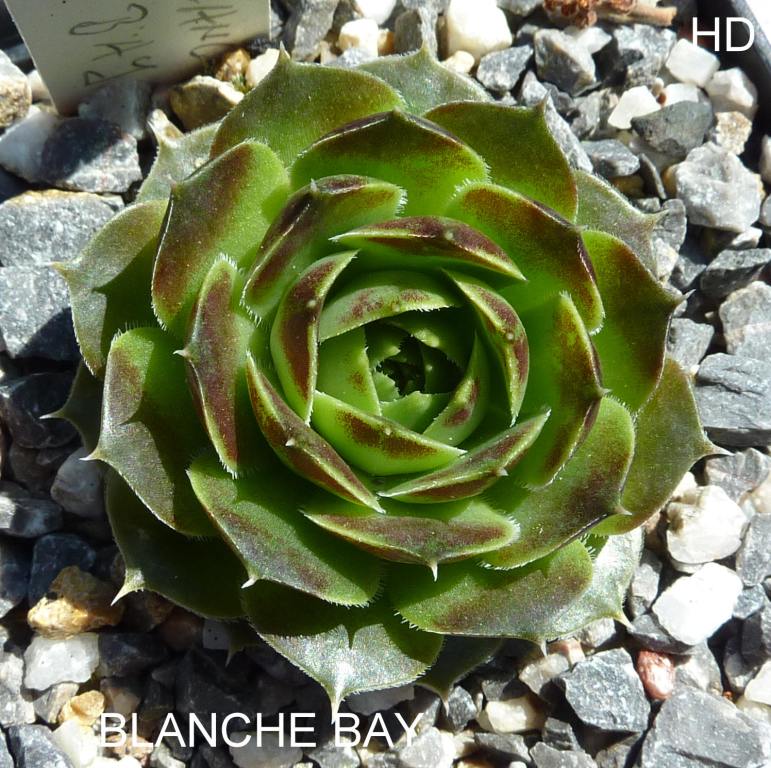 Blanche Bay / Jovi