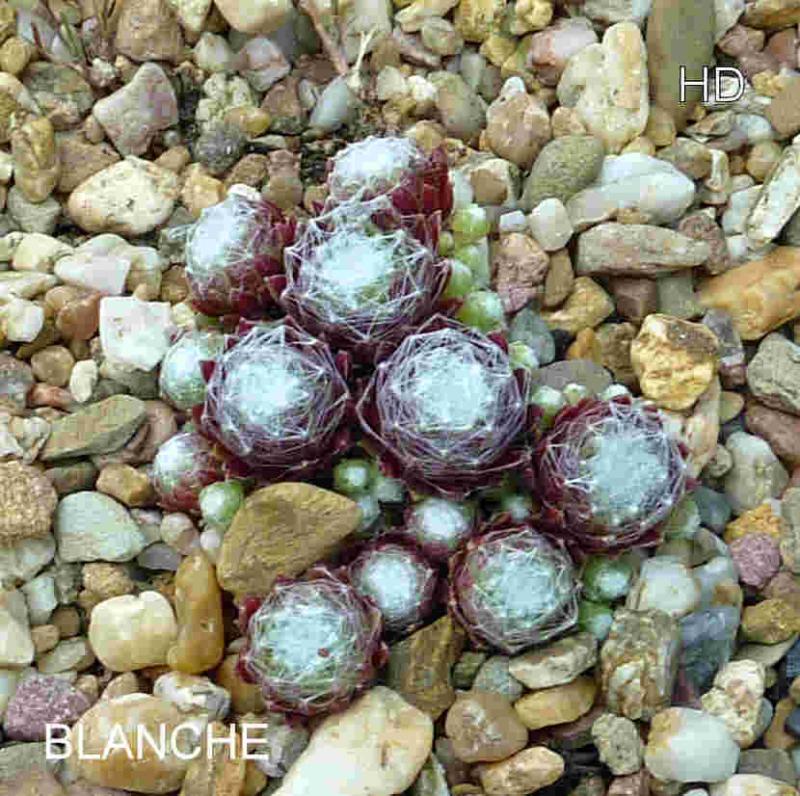 Blanche