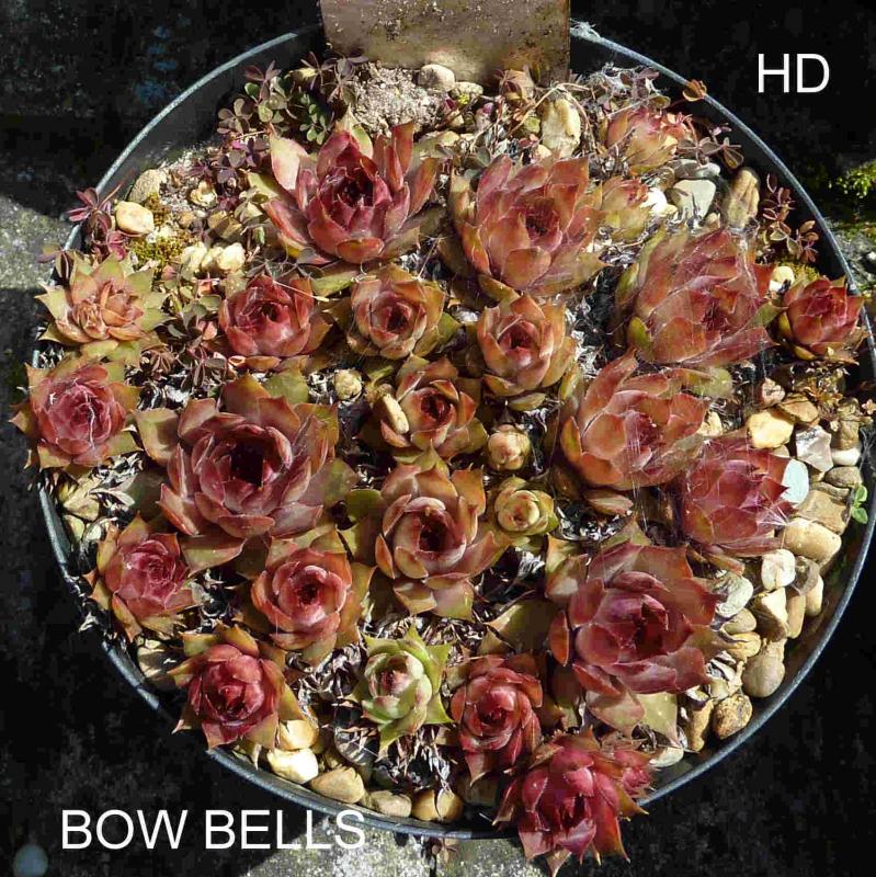 Bow Bells