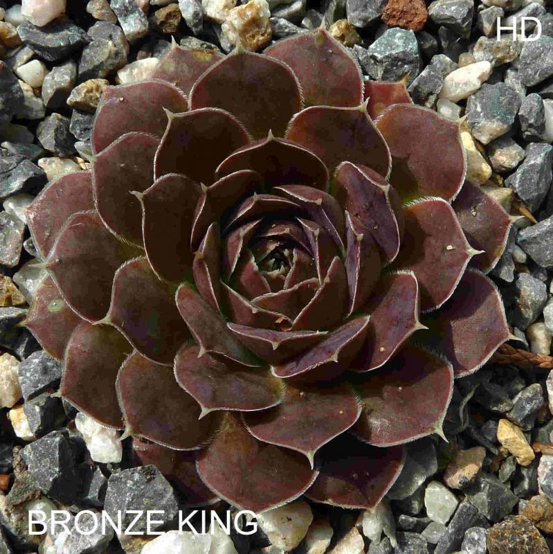 Bronze King / Jovi