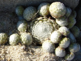 Boule de Neige