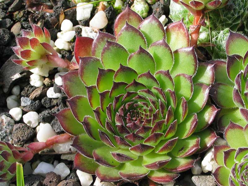 Bine's Favorit