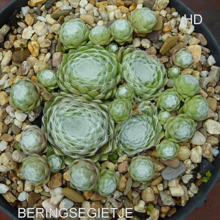 Beringsegietje